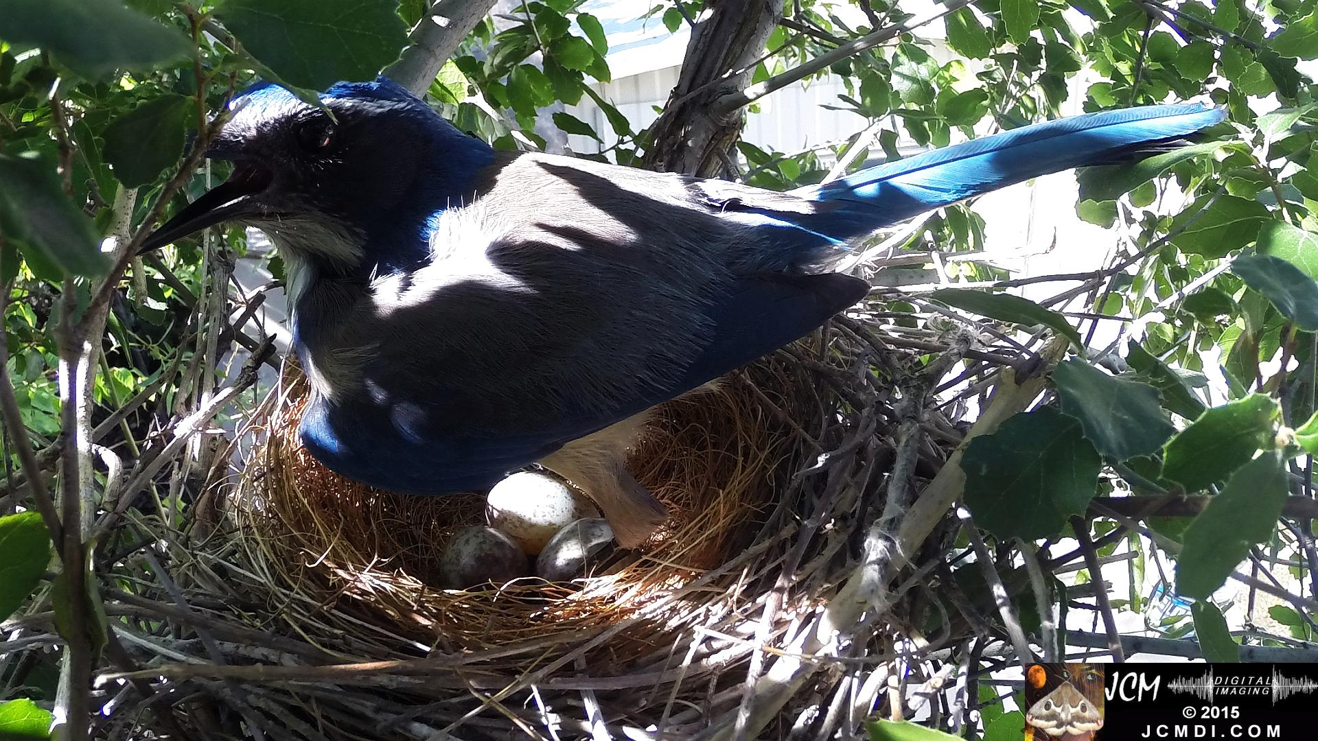 Scrub jay Female standing on nest panting santa clarita jcmdi.com